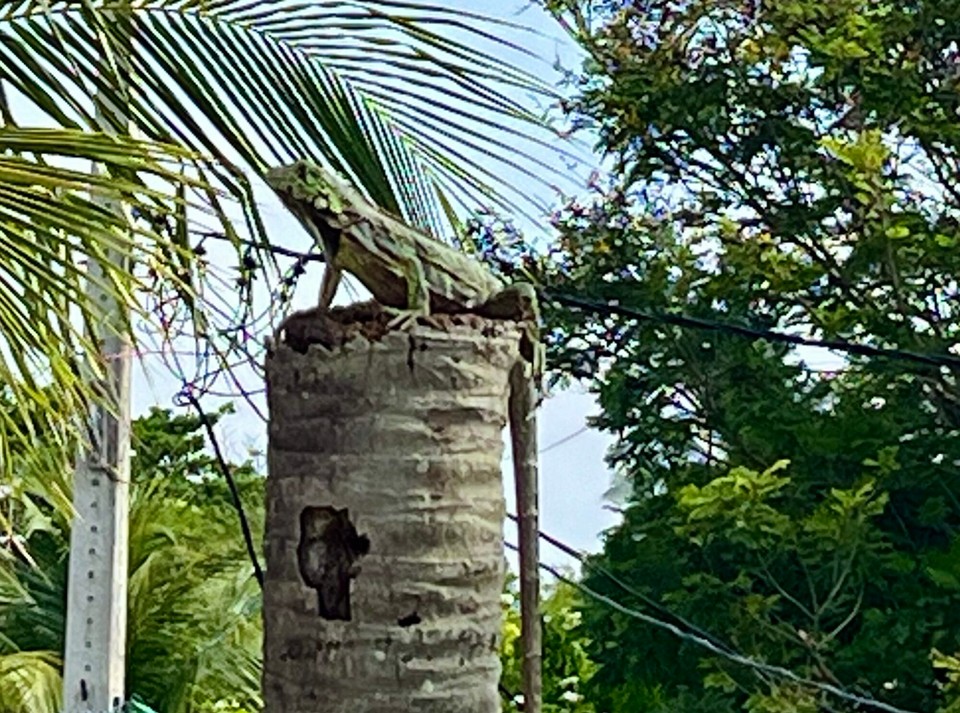 Brasilien - Salvador - Hausleguan im Garten 
