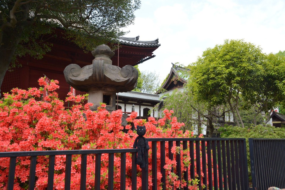 Japan - unbekannt - Such beautiful flowers at the Kiyomizu Kannon Temple