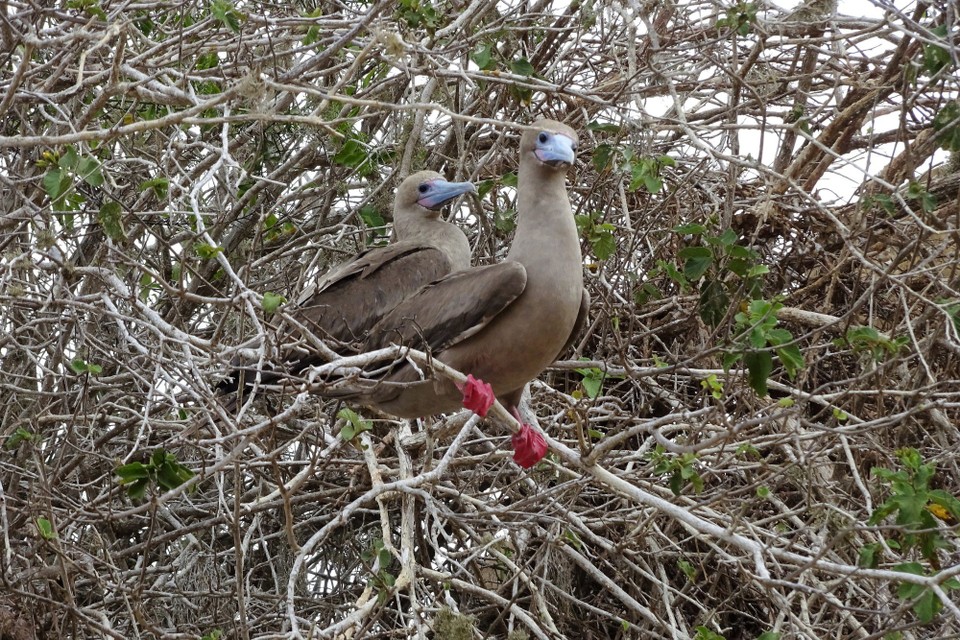 Ecuador - San Cristóbal Island - Other red footed boobies