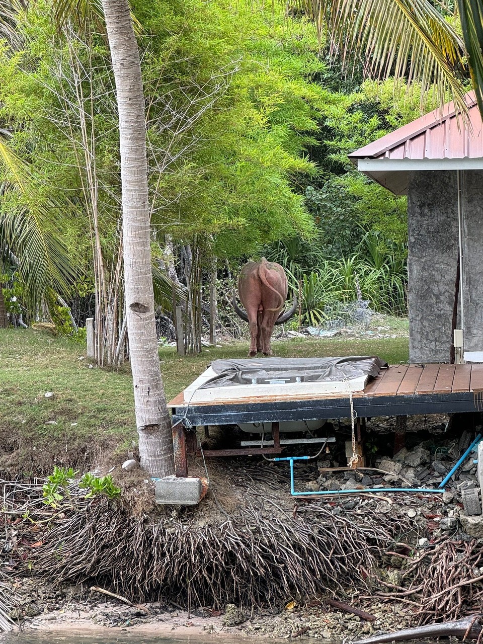 Thailand - Koh Samui - 