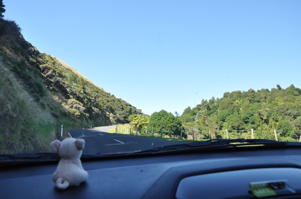 Neuseeland - Waitomo-Distrikt - Unterwegs