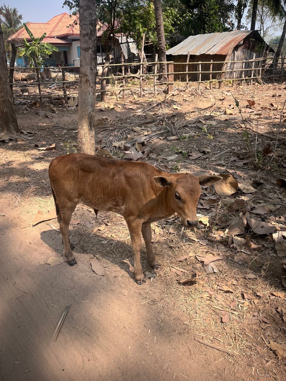 Laos -  - They just walk in the road everywhere, the same as the kids and toddlers, and there’s literal children driving peds here. It’s mental 