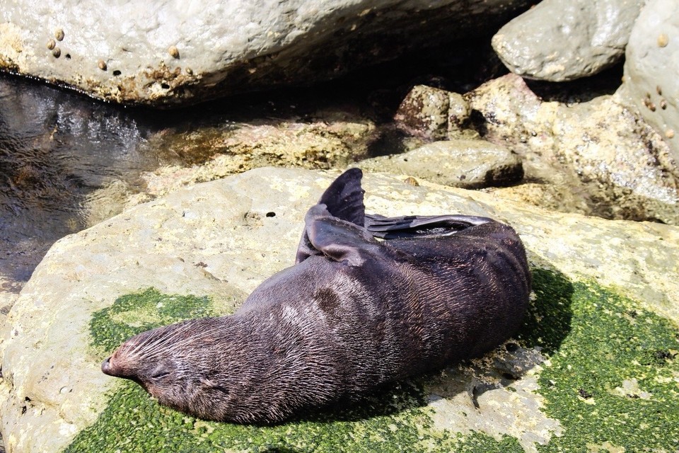 Neuseeland - Kaikoura Peninsula - Mit ganz vielen Robben 