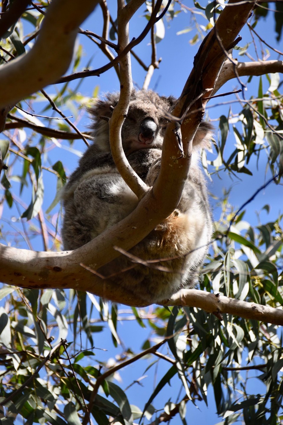 Australien - Port Campbell - Wenigstens die Koalas bleiben uns treu uns lassen sich mal sehen.