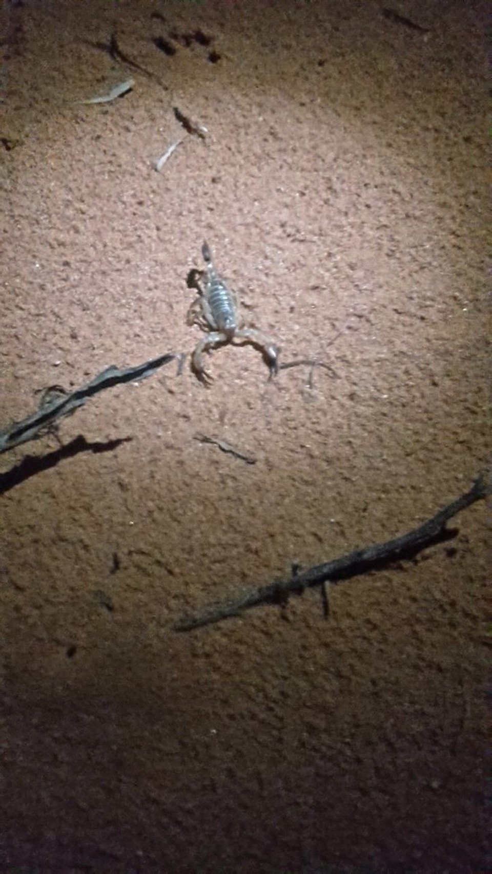 Australia - Taylorville - A little scorpion. It was a bit shy...