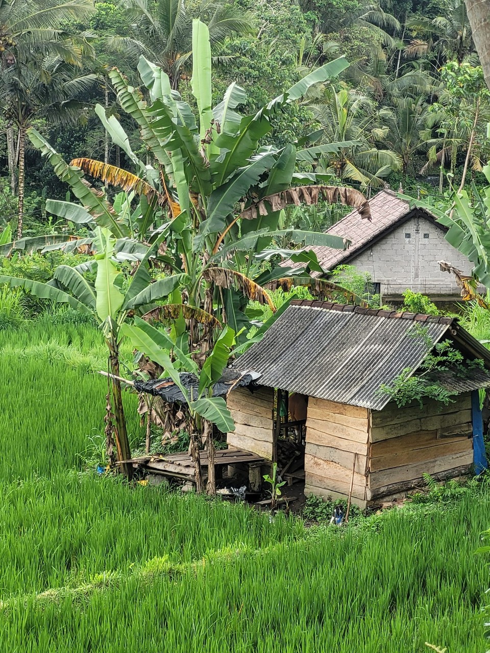 Indonesien - unbekannt - 