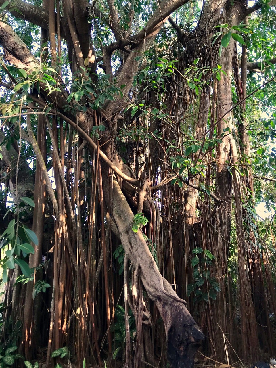 Indonesien - Gianyar - 
