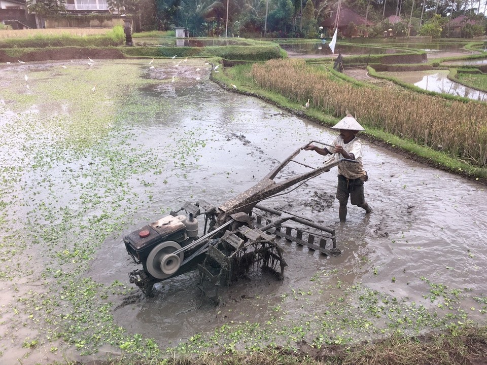 Indonesien - Tabanan - 