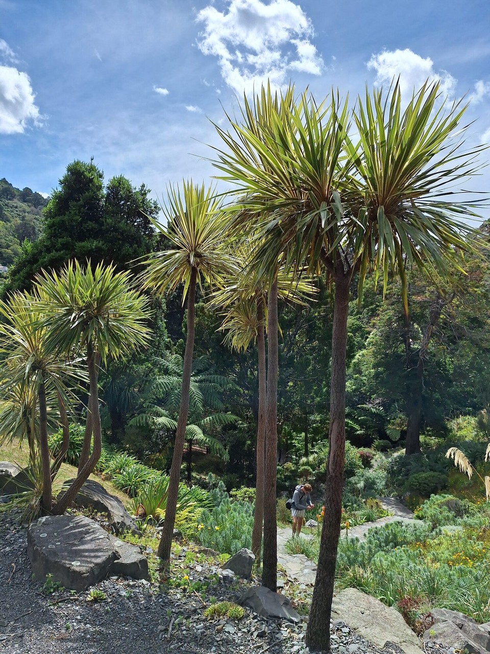 Neuseeland - Wellington - Botanischer Garten 