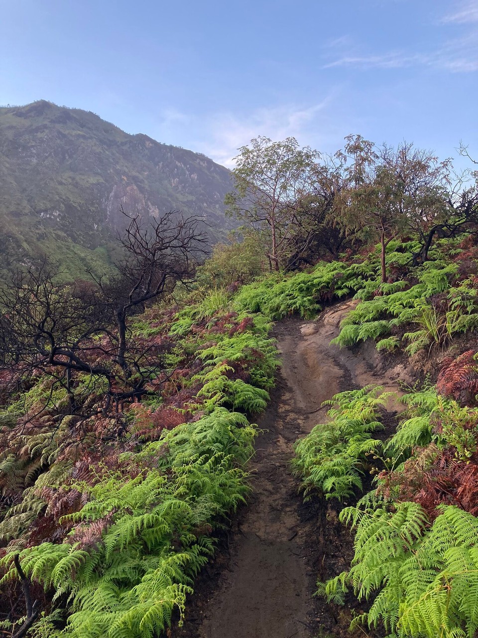 Indonesien - Banyuwangi - 