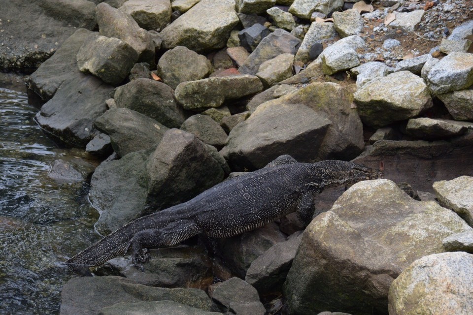 Malaysia - Pulau Perhentian - Warane mitten in der Stadt.
