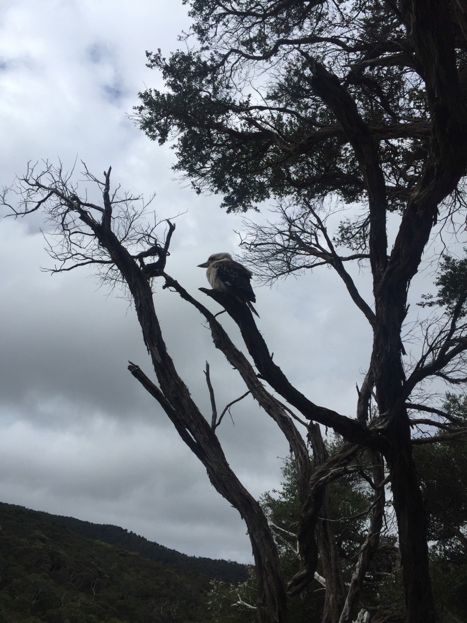 - Australia, Tidal River, Wilsons Promontory National Park - 