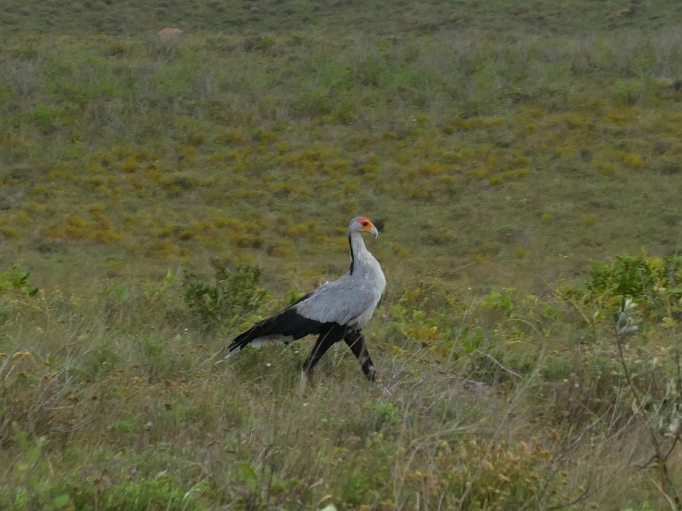 Südafrika - iSimangaliso-Wetland-Park - Secretary Bird (nur sehr selten zu sehen)