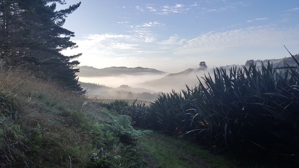 Neuseeland - Coromandel - Auf dem Weg zur Morgenmeditation.