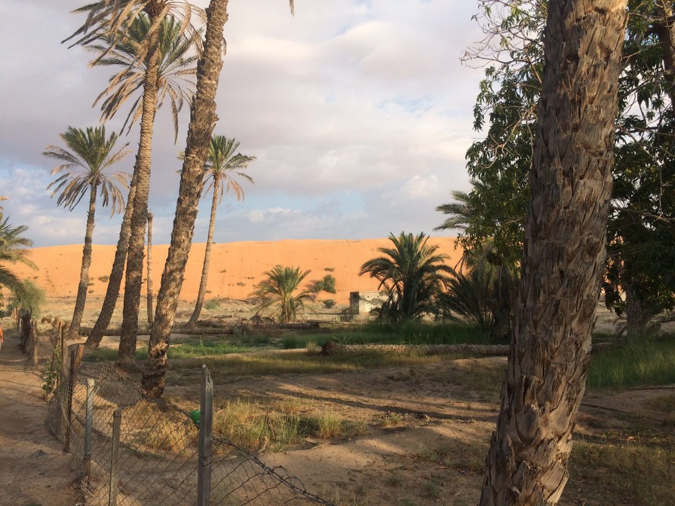 Oman -  - Kurz vor Ibra ein Abstecher jenseits der Schnellstraße in die Oase Al-Mintirib. 
Von Weitem ein tolles Bild - grüne Palmenhaine vor rotem Wüstensand. 