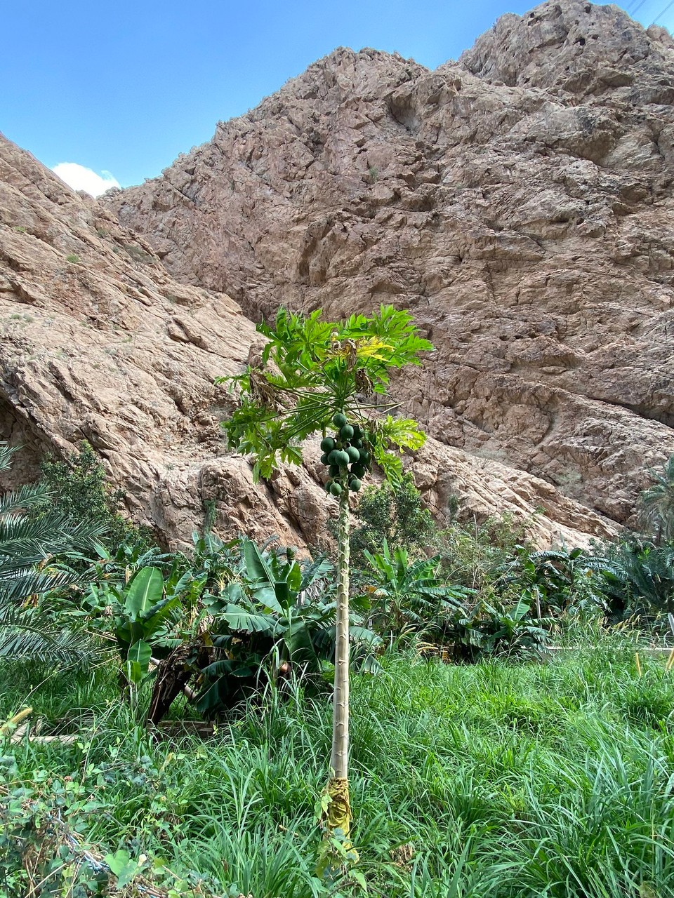 Oman -  - 
