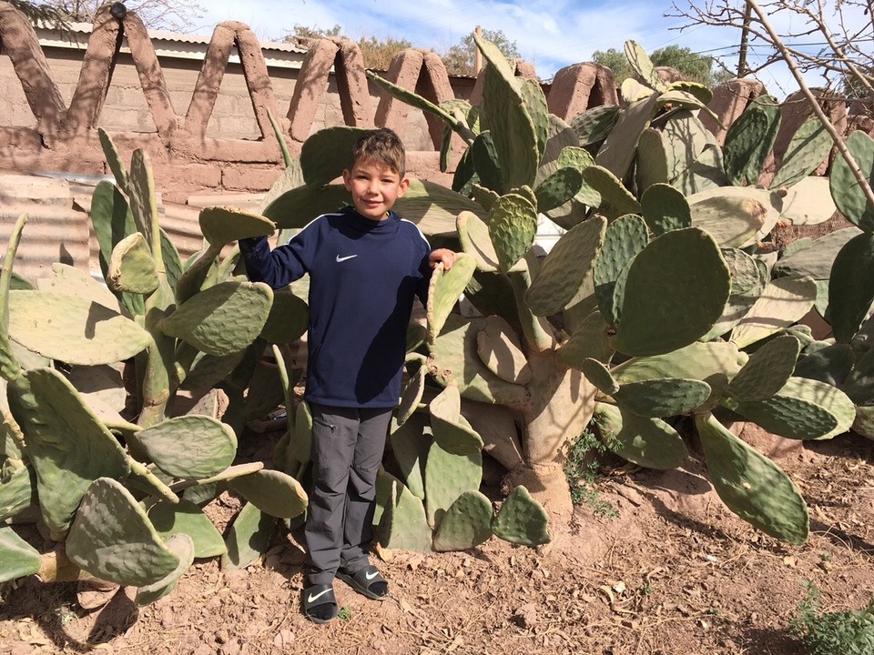 Chile - San Pedro de Atacama - Kakteen im Garten unserer Unterkunft.
