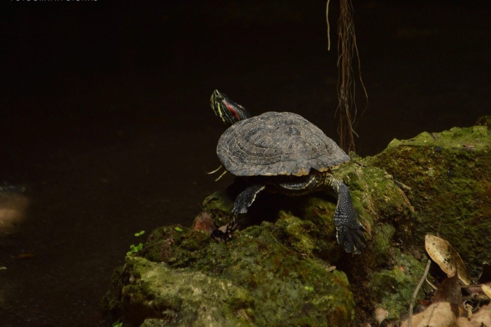 Mexiko - Cancún - Turtlealarm 