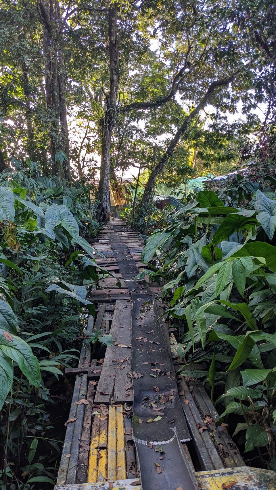 Costa Rica - Nationalpark Tortuguero - 