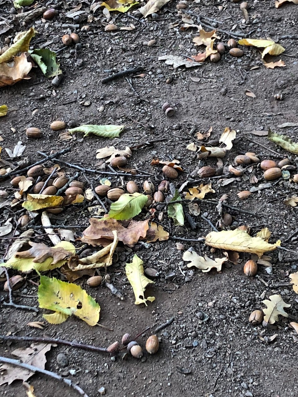Deutschland - Ludwigshafen am Rhein - Es ist Herbst im Stadtpark auf der Parkinsel 😀