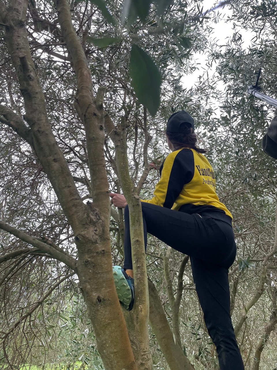 Neuseeland - Ward - Äffchenzeit, besser kann es doch gar nicht mehr werden 😎