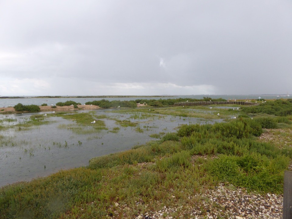 United Kingdom - Colchester - During WWI, American ships moored nearby to provide rifles to local barracks; when ready to depart, they found their hulls covered in slipper limpets, so cleaned them by keel hauling, thus covering the oyster beds with shells which were dredged and put on Packing Marsh Island.