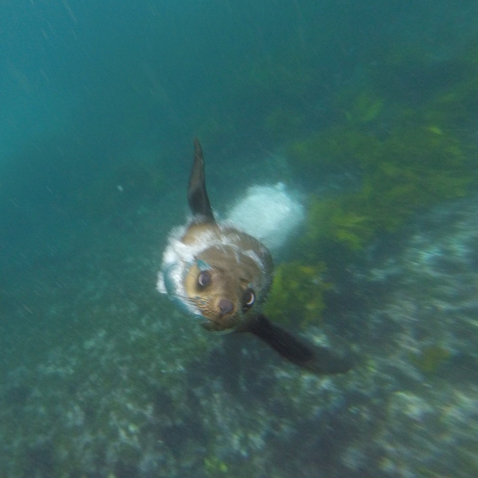 Australia - Montague Island - 