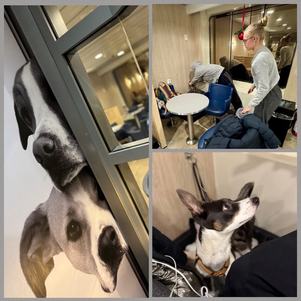 Deutschland - Rostock - Komfortabel für Vierbeiner:0)