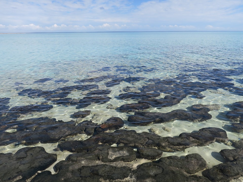 Australia - Shark Bay - Les stromatolites !!! Ou l'origine de la vie
Les plongeurs bio me comprendront ;-)