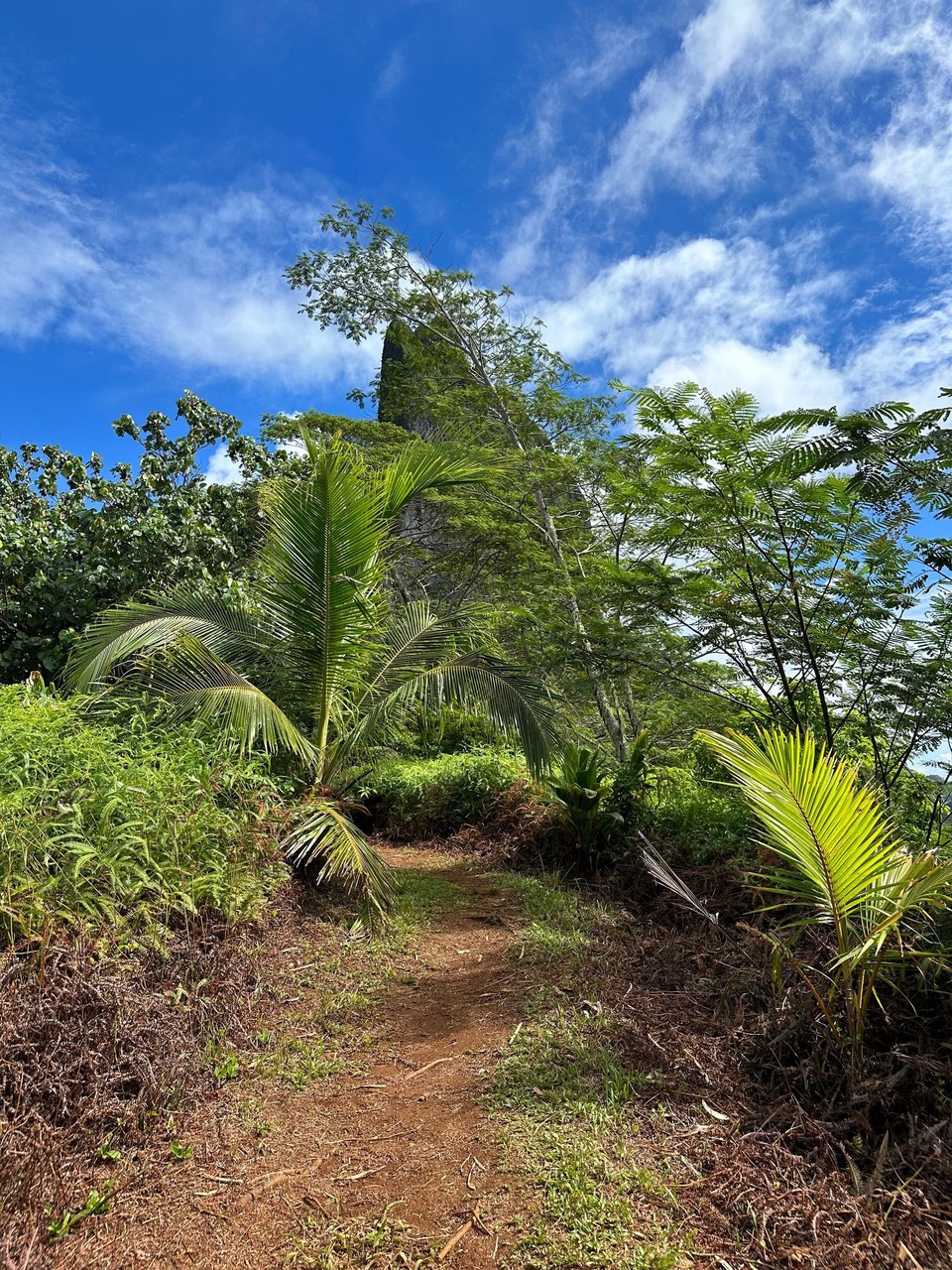 Französisch-Polynesien - Moorea-Maiao - Großartig die Fauna