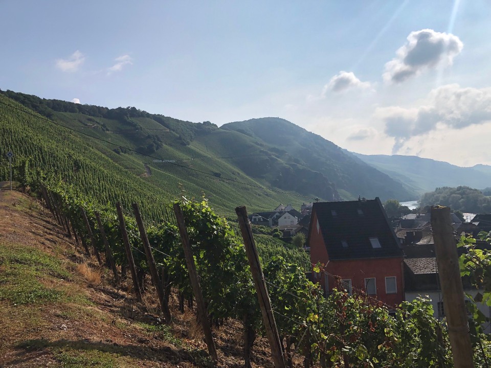 Deutschland - Traben-Trarbach - Alles voller Wein