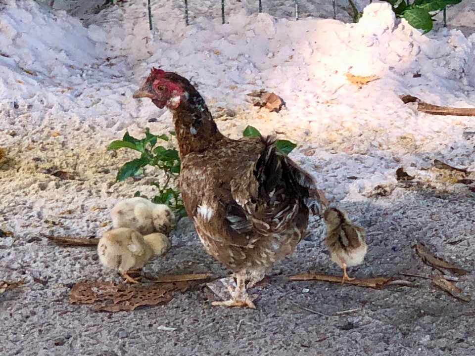 Brasilien - Camaçari - 