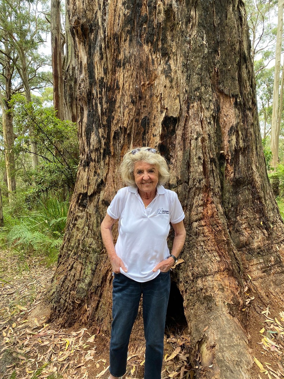 Australien - Lorne - ... mächtigen Eukalyptus Bäümem