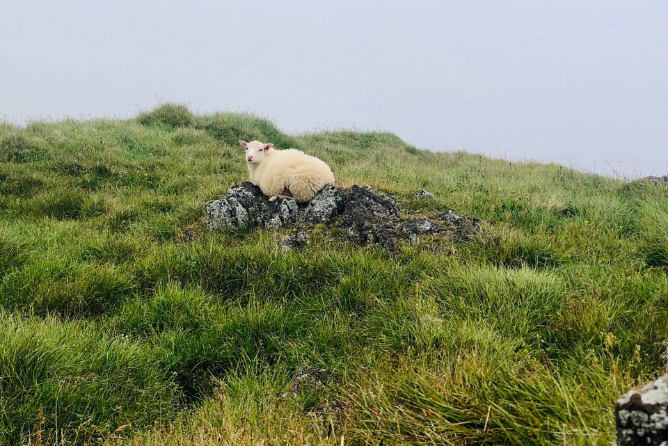 Island - Húnaþing vestra - Unser erster Halt auf Vatnsnes ist bei der Seehundkolonie. Hier gibt es aber auch bildhübsche Schafe. Tatsächlich befinden wir uns komplett in Wolken eingehüllt und es ist hier beeindruckend windig...