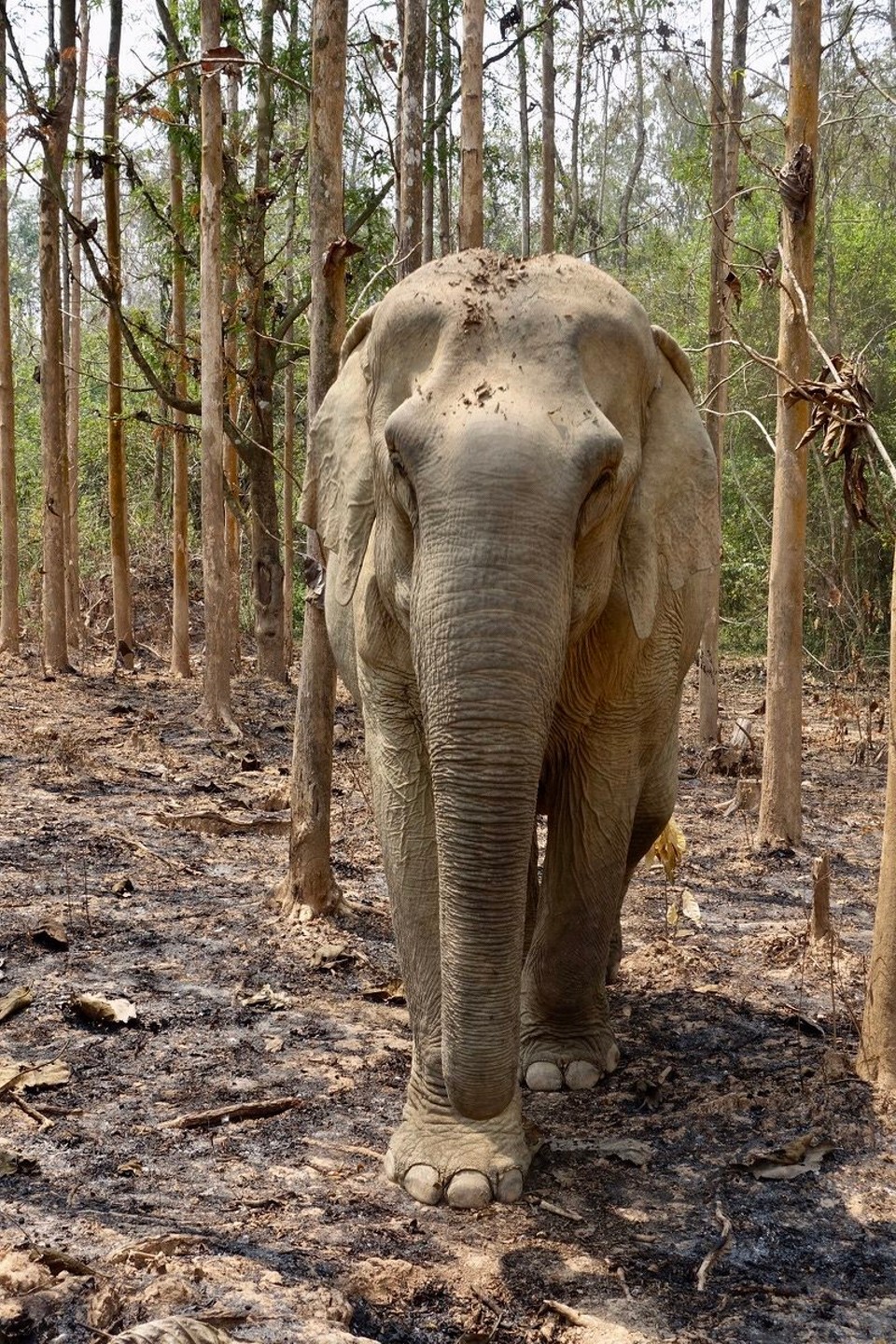 Laos - Luang Prabang - Elefantene går fritt