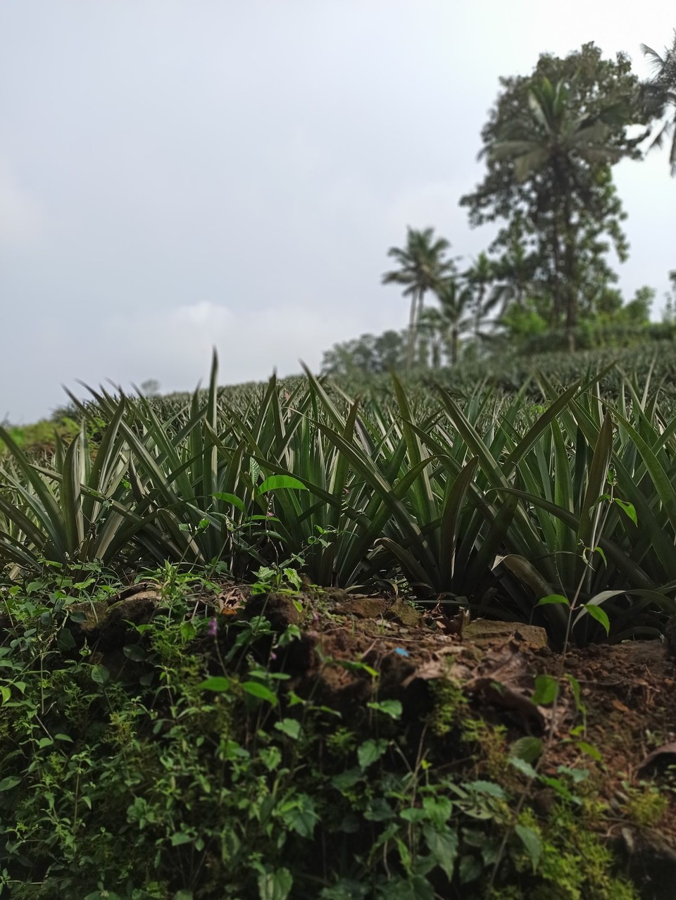 Indien - Suryanelli - 