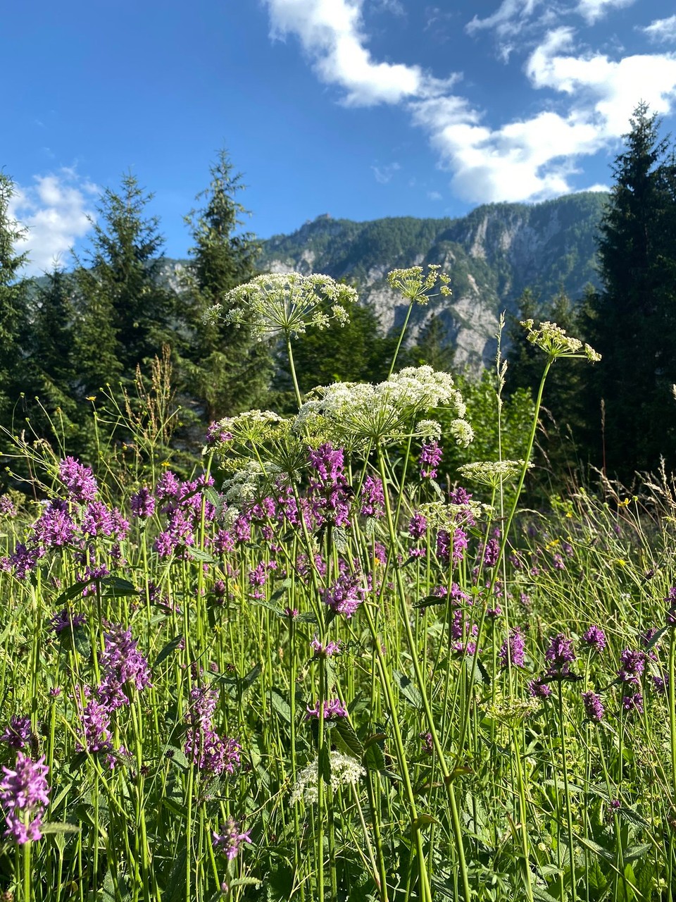 Slowenien - Bohinj - 