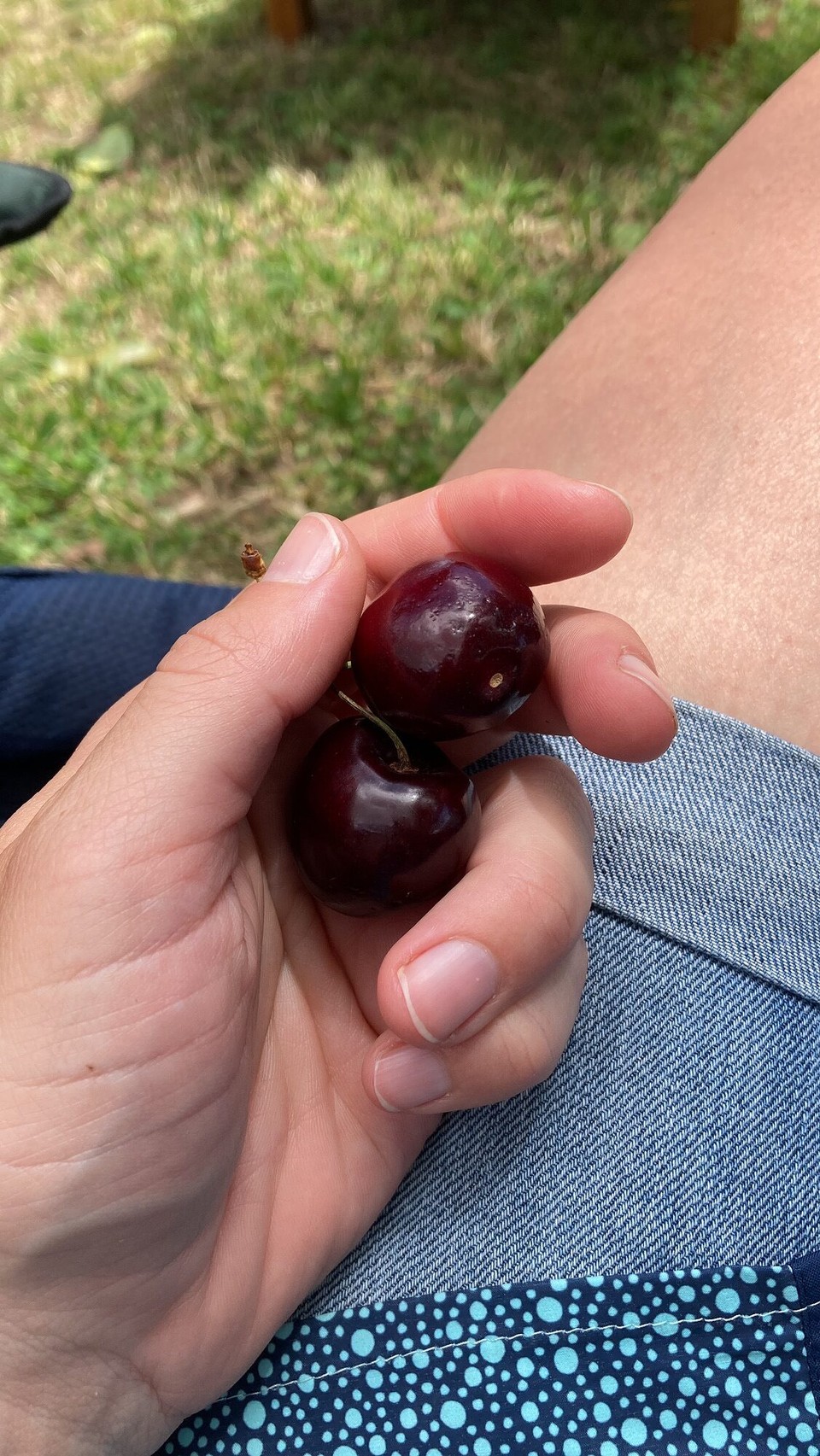 Neuseeland - Cable Bay - Sogar frische Kirschen 🥳