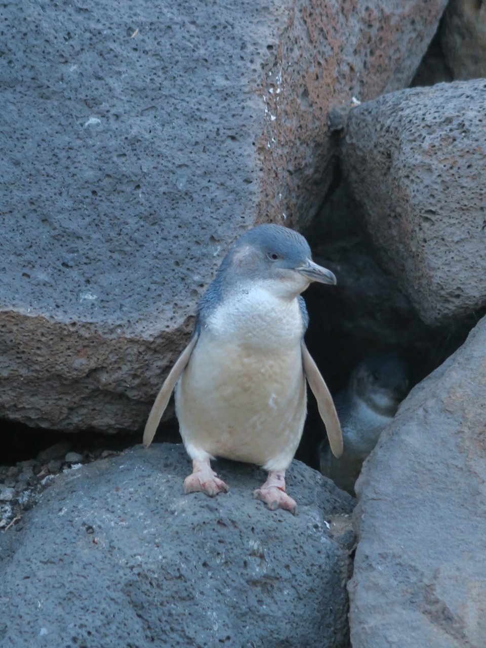 Australia - Melbourne - A la tombée de la nuit, les pingouins pygmées se regroupent en colonie dans la jetée