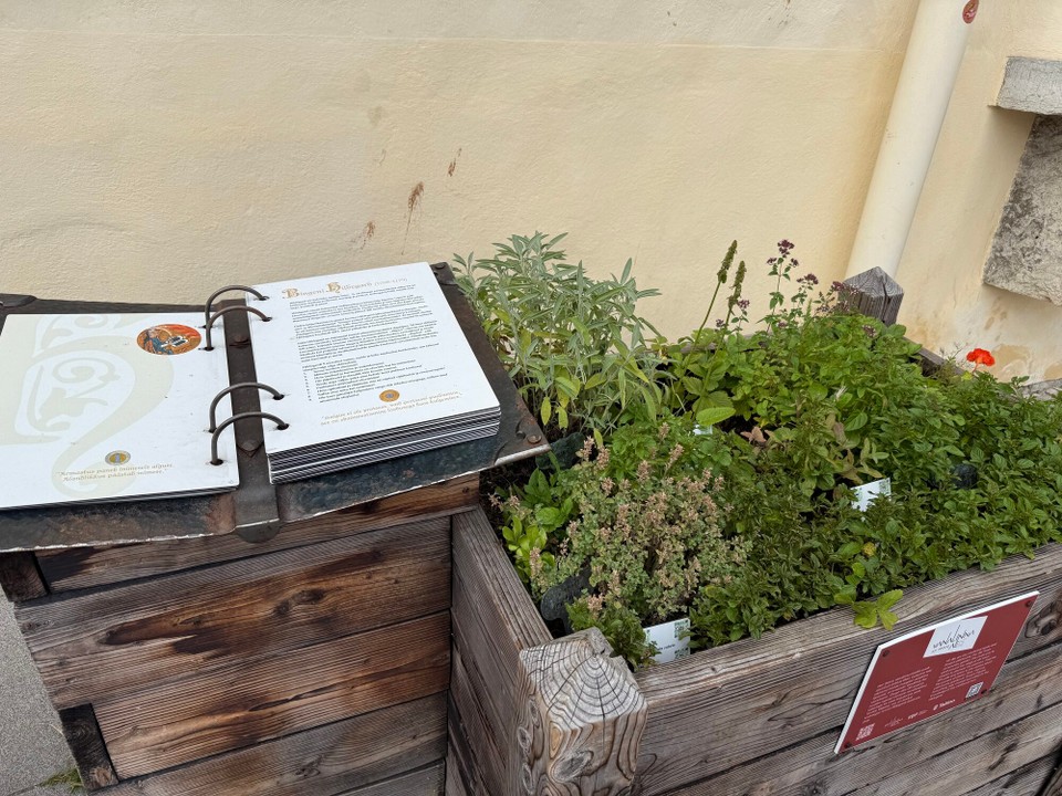 Estland - Tallinn - … mit Rezeptbuch und nützlichen Pflanzen