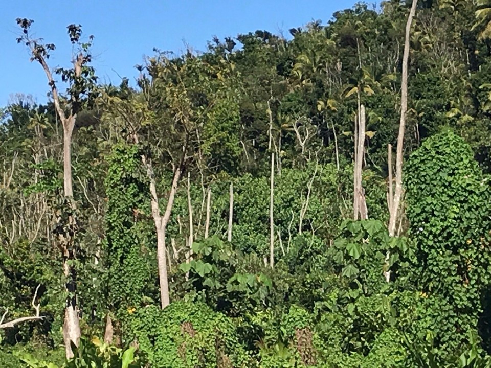 Dominica -  - 