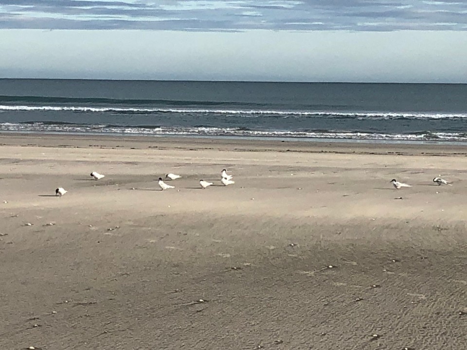 Neuseeland - Whakatane - 