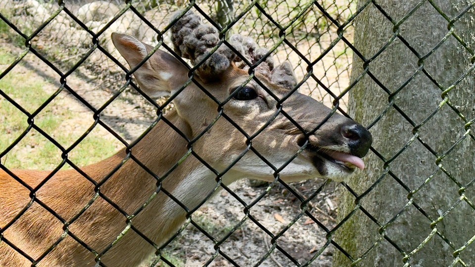 Vereinigte Staaten - Crystal River - 