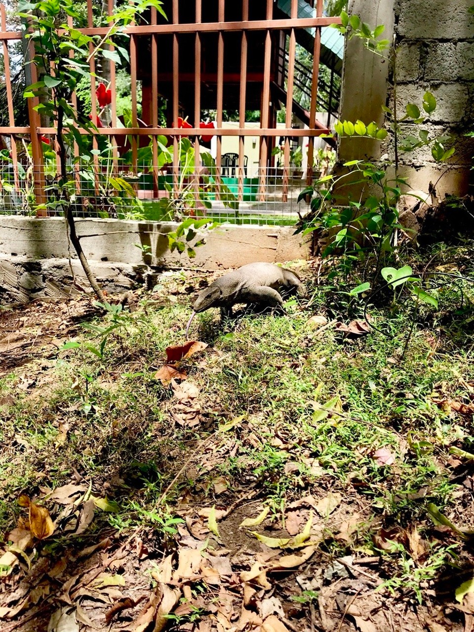 Sri Lanka -  - 🦎