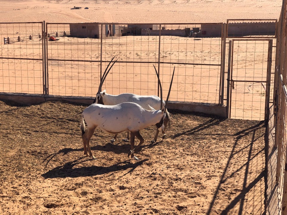 Oman -  - Oryx Antilopen