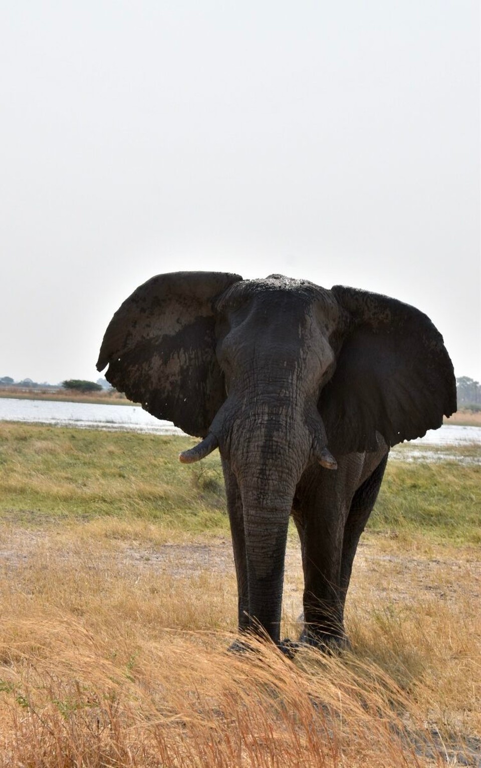 Botsuana -  - Da es schon später Nachmittag war, hieß es langsam Abschied nehmen.
Der Elefant winkte mit den Ohren.