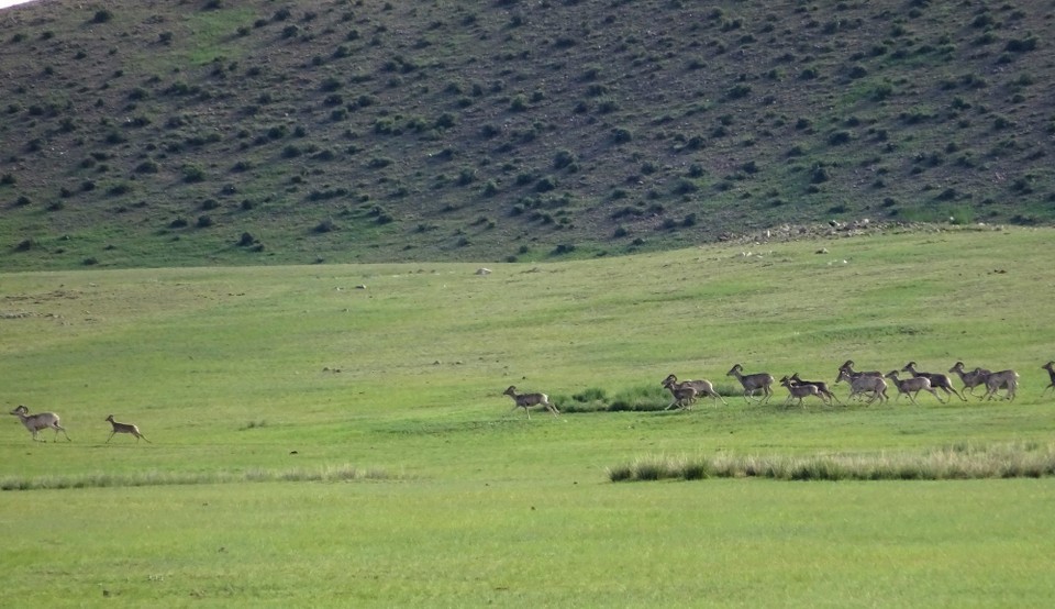 Mongolia - Baganuur - Rare Agali sheep