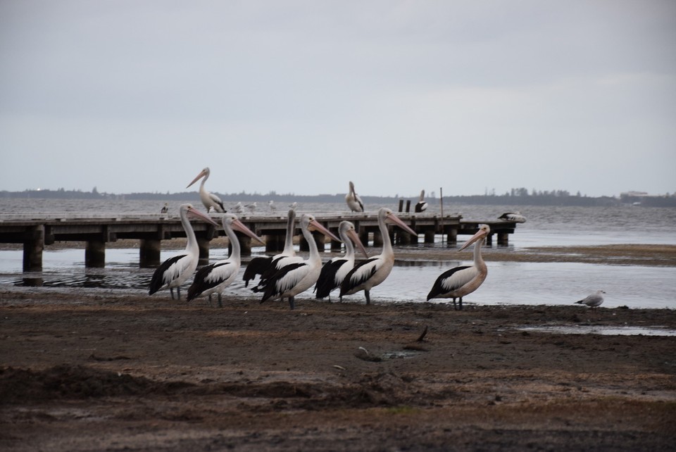 Australien - Blackheath - 