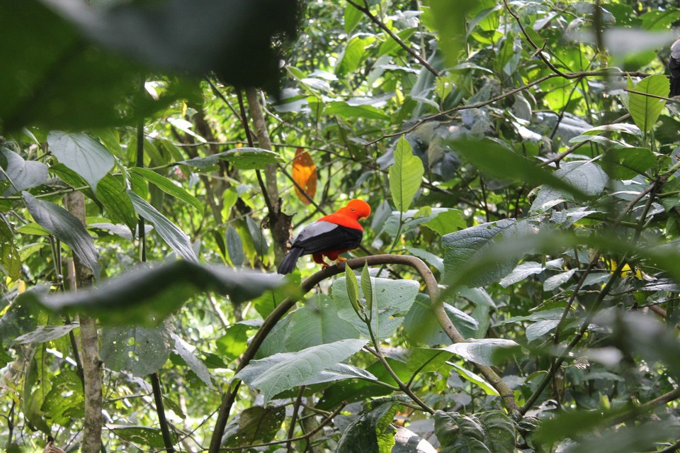 Colombia - Jardín - Gallito de Roca