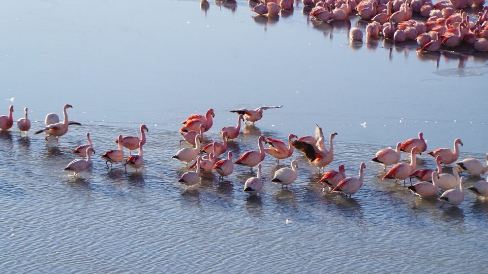 Chile - San Pedro de Atacama - Die älteren wachen bei den ersten Sonnenstrahlen auf